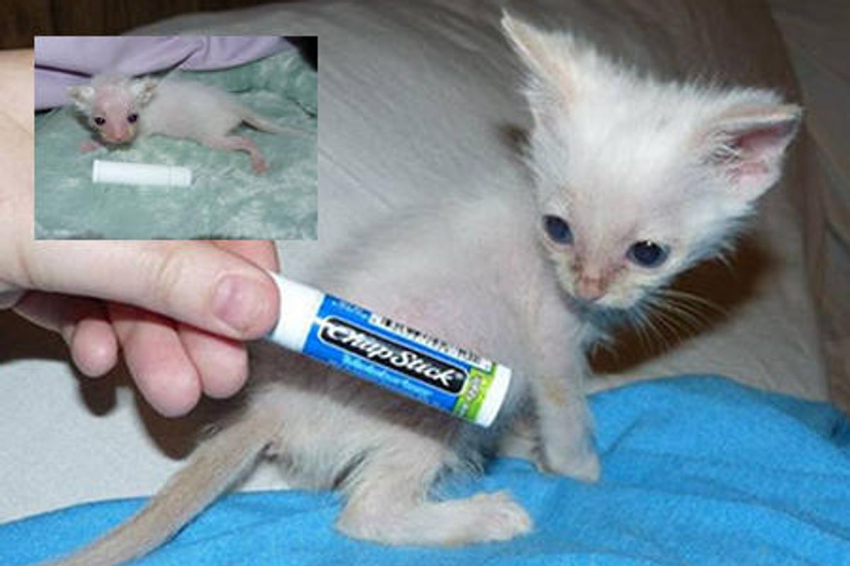 Stuart Little, The Runtiest Runt Fabulous Felines NWA Has Ever Seen