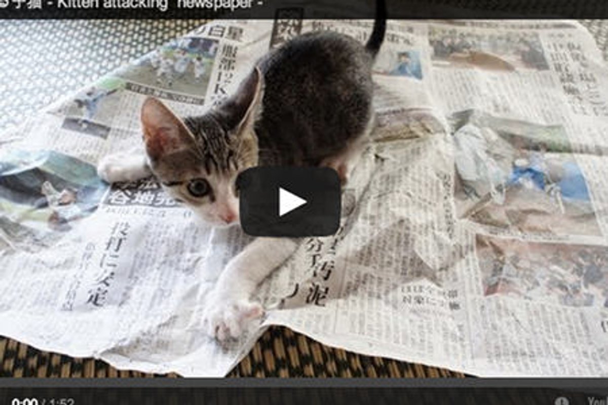 Kitten vs Newspaper