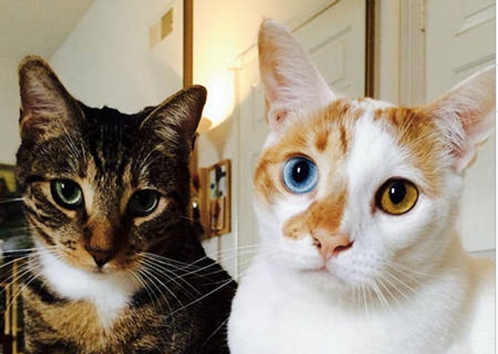 Odd-eye Cat And His Partner In Crime