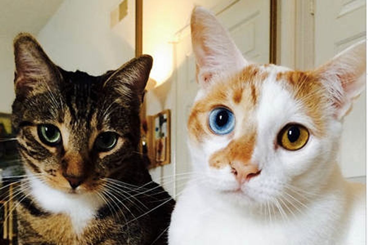 Odd-eye Cat And His Partner In Crime