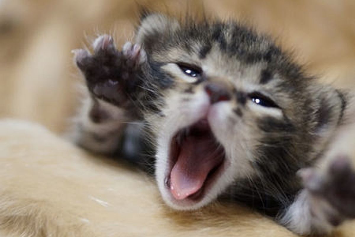 Rescue Kitten Finds Golden Retriever Who Becomes The Father She Never Had