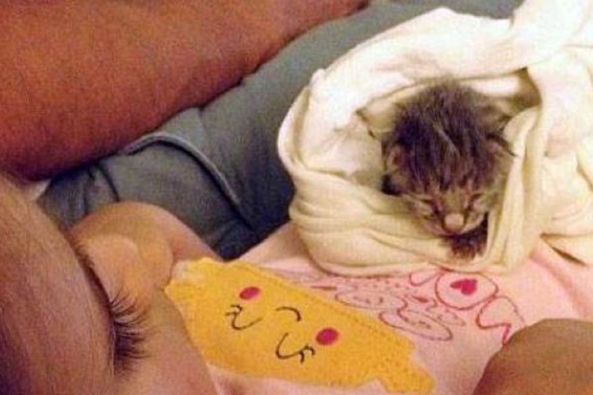 3 Year Old Girl And Orphan Kitten Growing Up Together