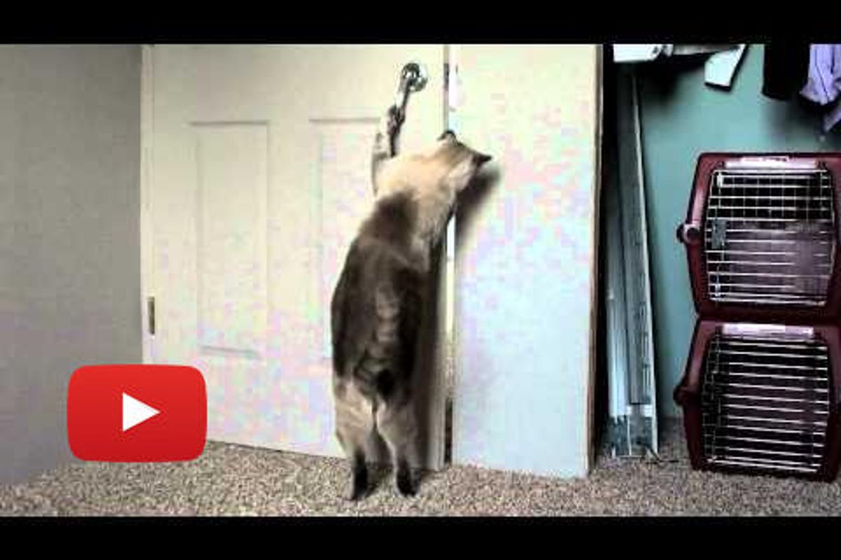 Amazing Cats Opening Doors