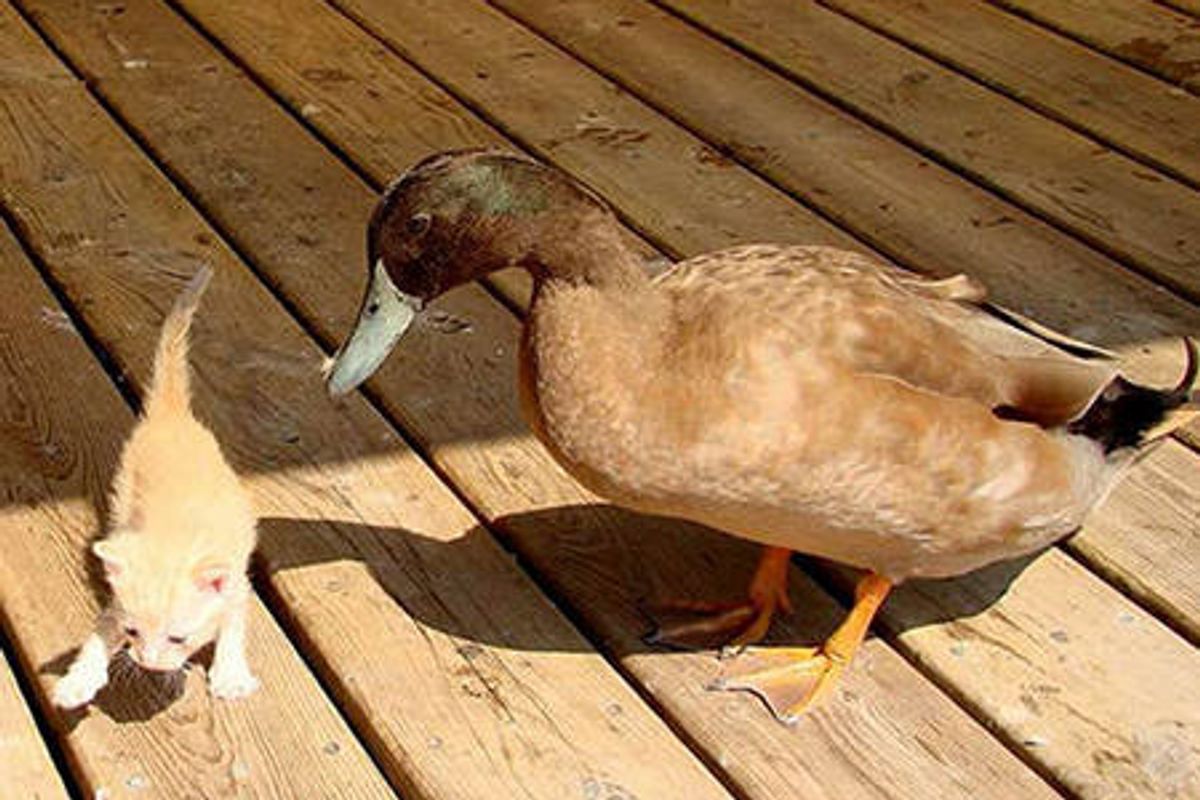 Stray Cat And Blind Duck Become Friends