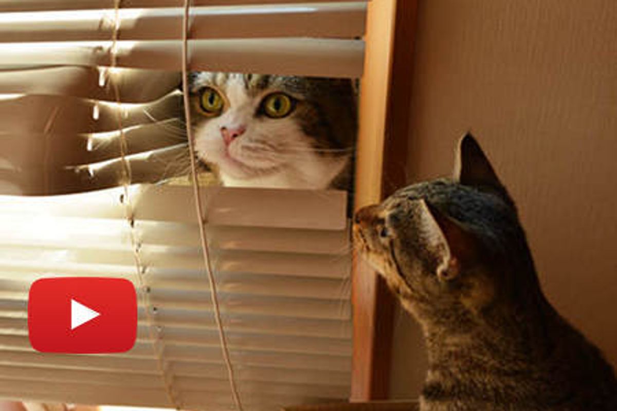 Maru And Hana: Best Friends