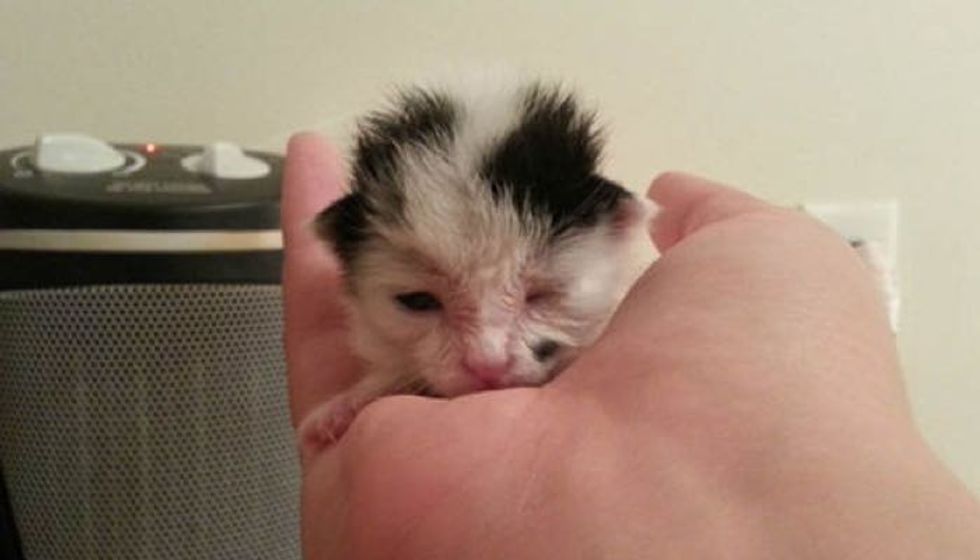 Dog Saves 2 Day Old Kitten - They Become Friends For Life