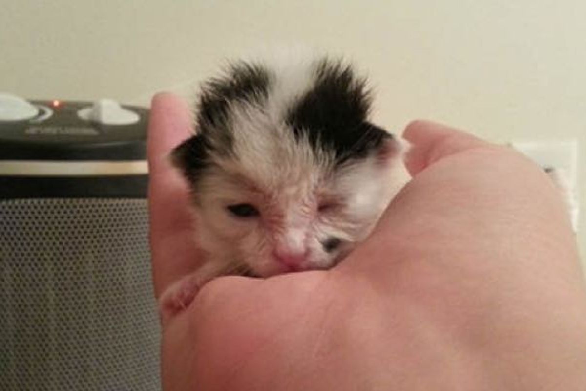 Dog Saves 2 Day Old Kitten - They Become Friends For Life
