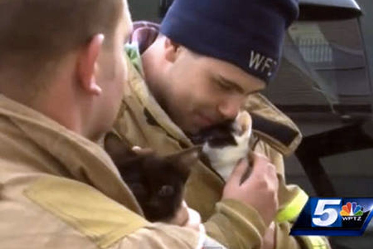 Firefighters Save Kittens From The Rubble After Fire