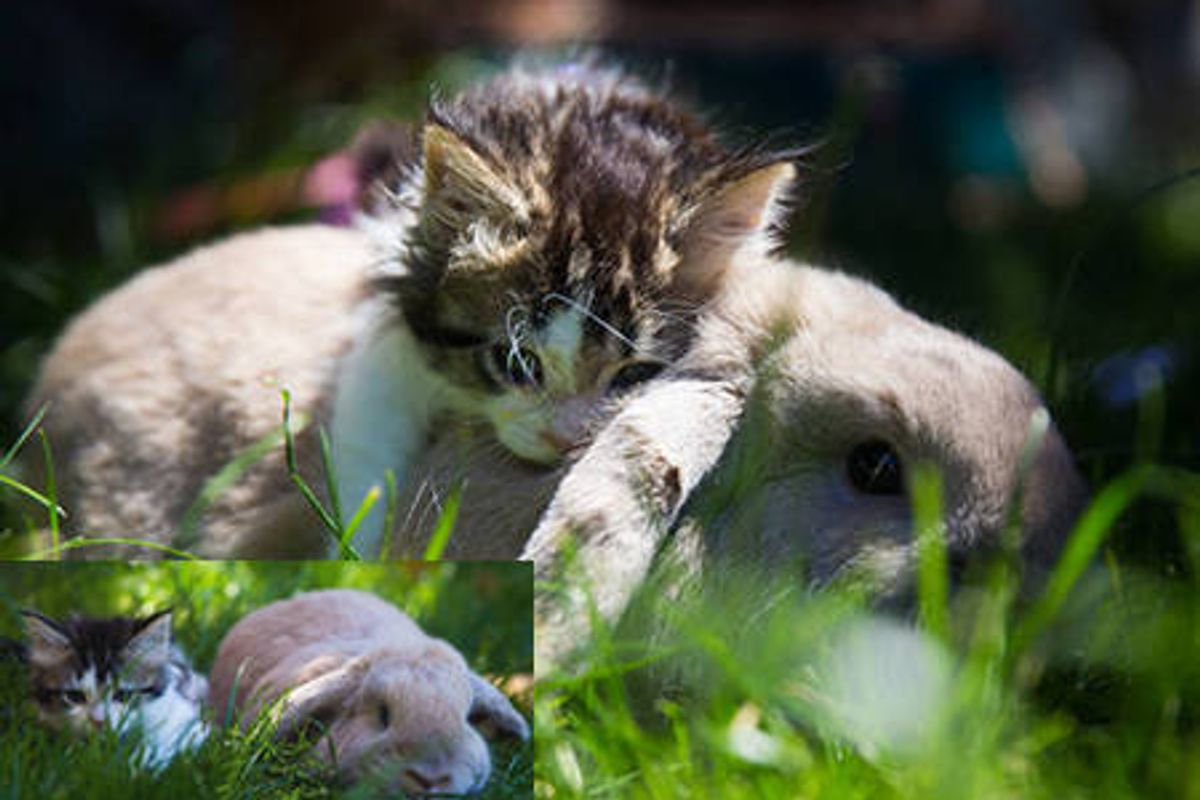 Little Foster Kitten Loves His Bunny