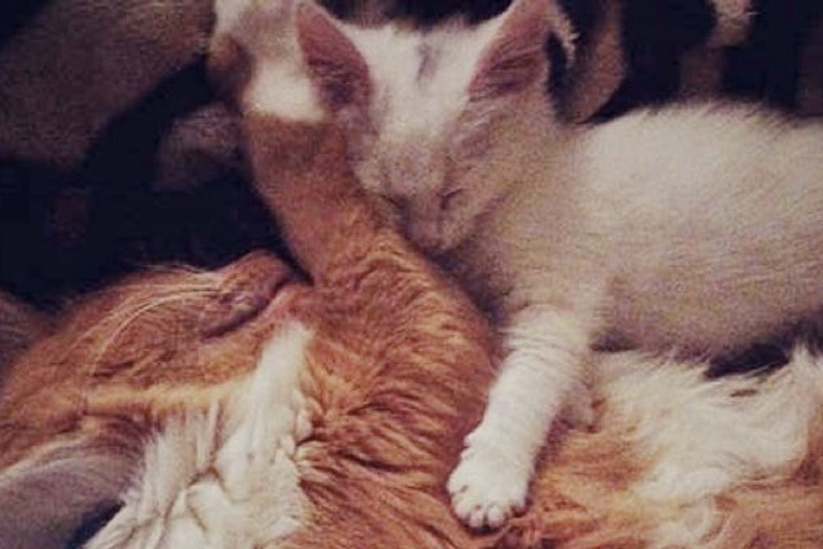 8 Year Old Maine Coon Fosters Rescue Kittens