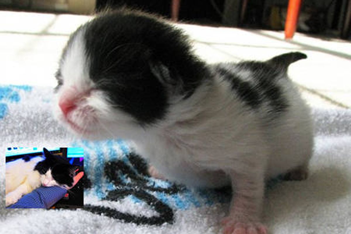 Little Cow Kitty And Her Journey