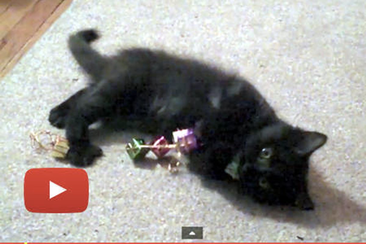 Shorty's STILL Super Excited For Christmas!