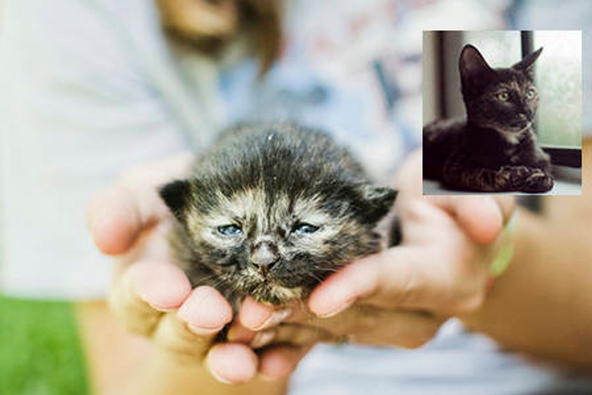 Captain The Rescue Tortie Cat