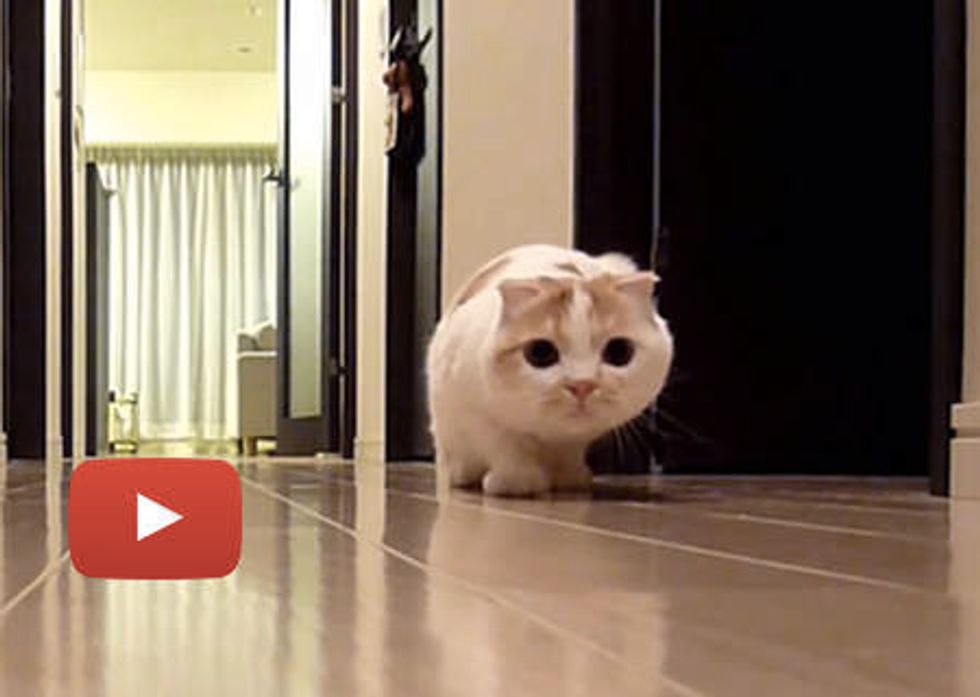 Sneaky Stalking Cat