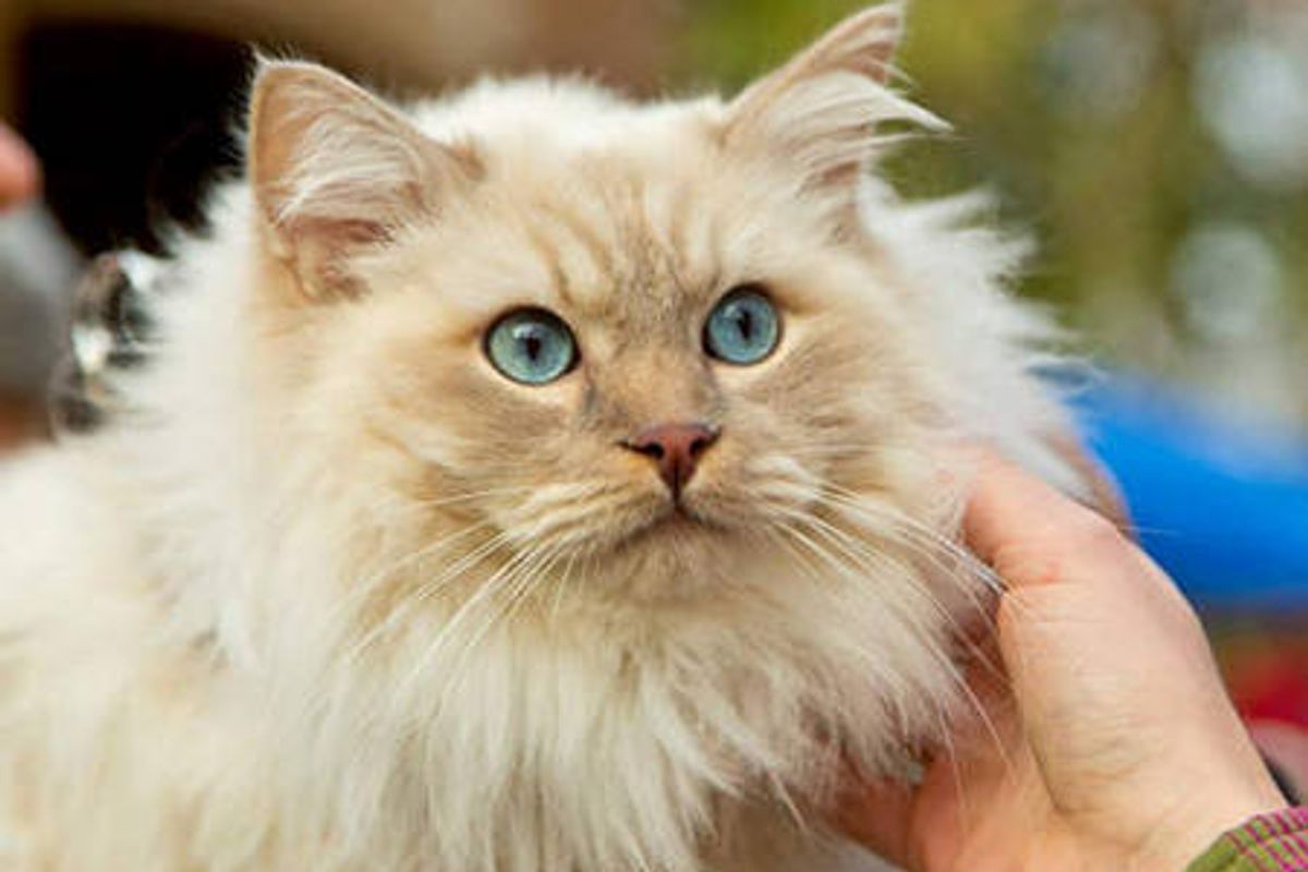 Teddy The Therapy Cat Offers Affection To Students During Finals Week