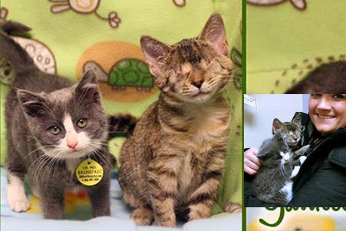 Two Brave Rescue Kittens Holiday Wish Comes True