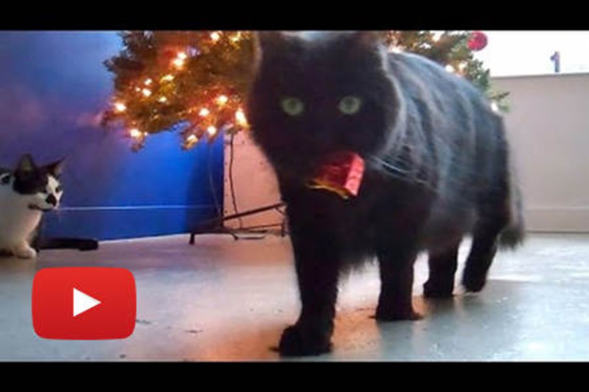 A Meowy Christmas