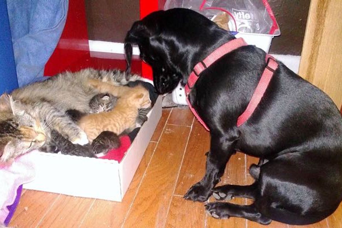 Stray Cat Gave Birth to 7 Kittens and Dog Decides He Will Be Their New Dad