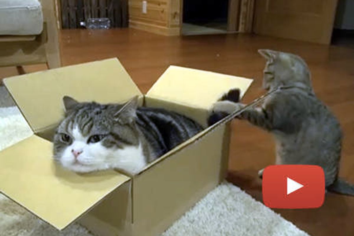 Maru And His Many Boxes