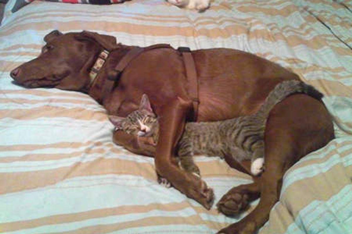 Little Stray Finds Joy And Happiness