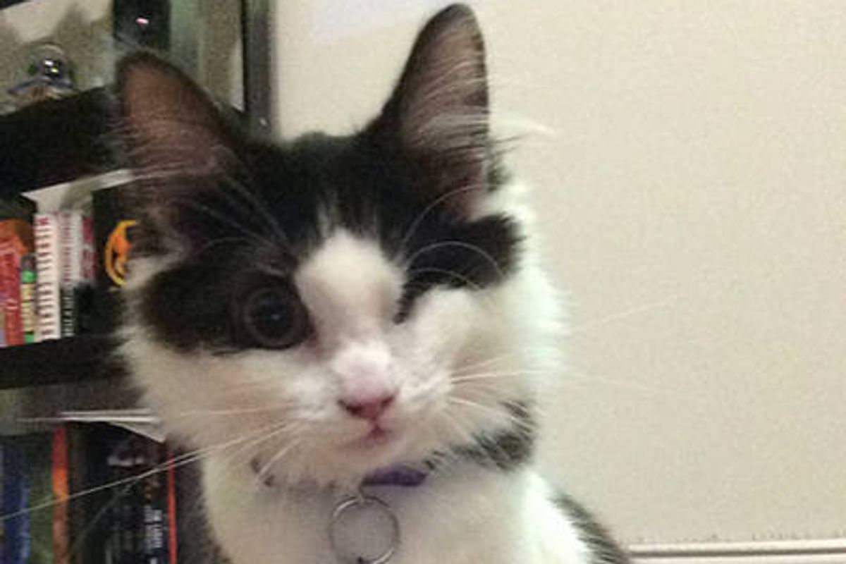 Leela The One Eyed Cat