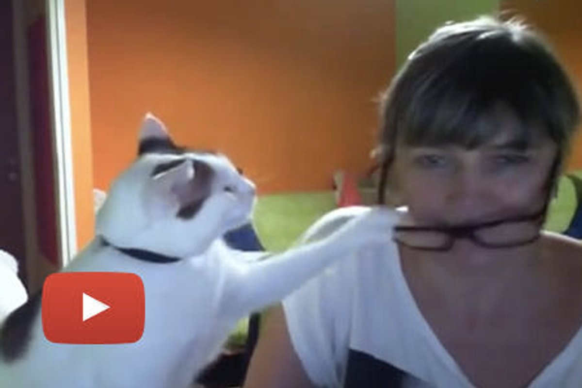 Cat Demands Love And Attention