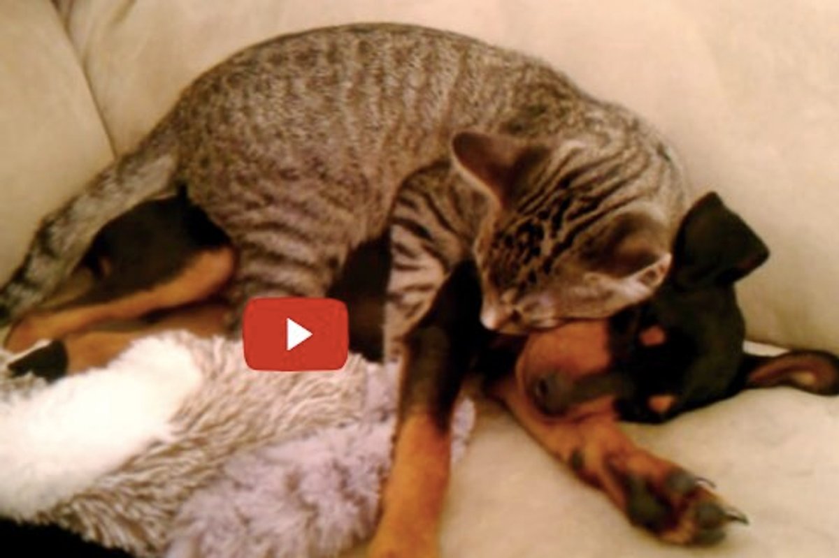 Kitty Taking Care Of His Puppy