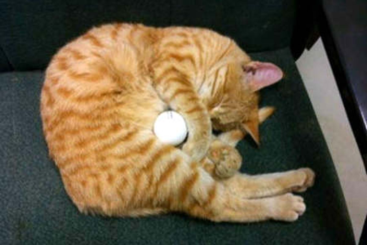 Stray Cat Becomes Loving Fixture For Soldiers Deployed Overseas