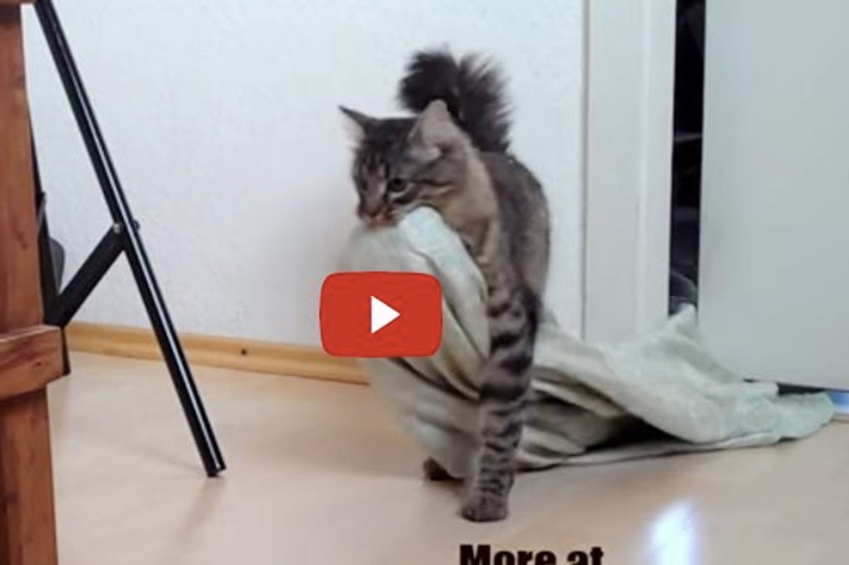 Nero is a Spiderccat, Acrobat and A Blanket Klepto Cat