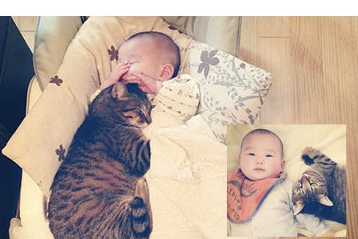 Cat Guards And Loves His Human Brother