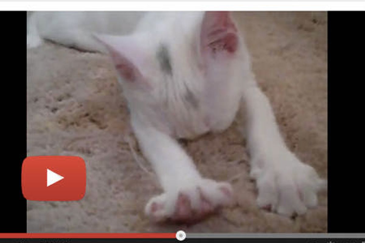 Baby Kitten Kneading