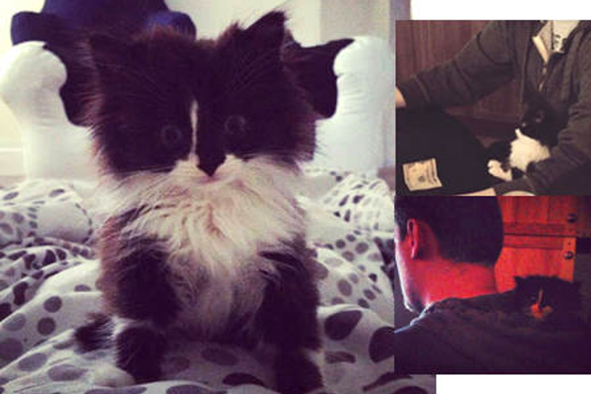 Little Tuxedo Stray Given A Brand New Life