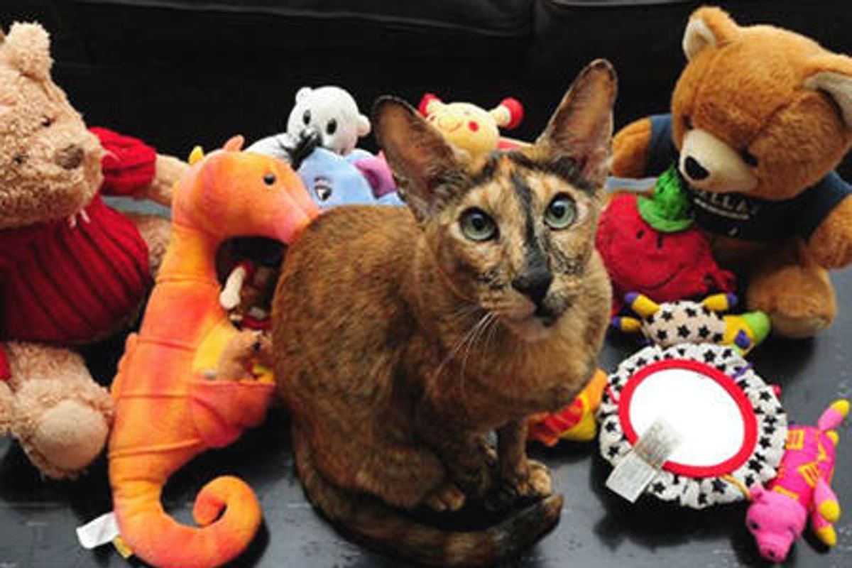 Zaza The Klepto Cat Steals 17 Toys From The Neighbors'