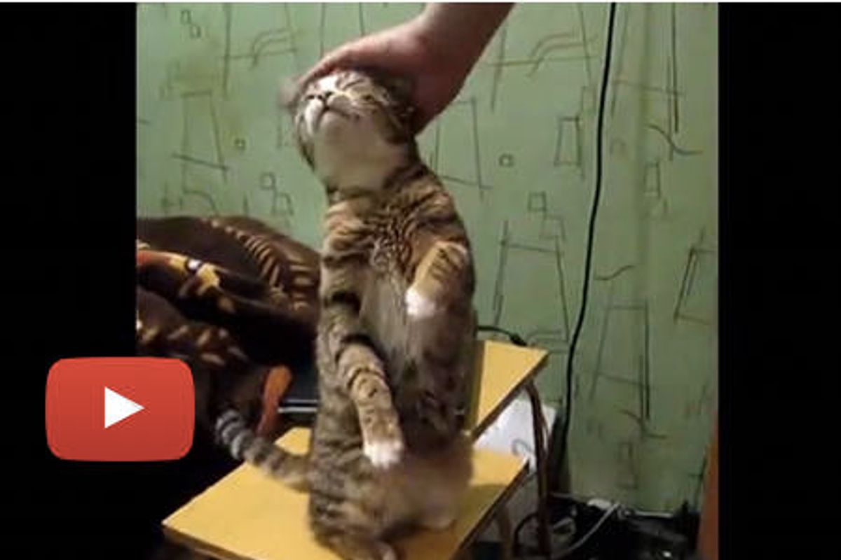 Kitty Asking To Be Patted