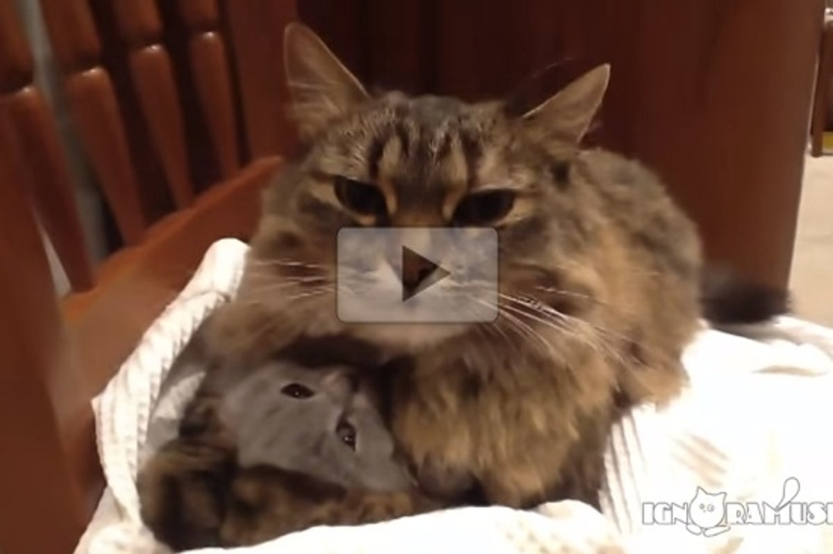 Protective Cat Mom Hugs Kitten