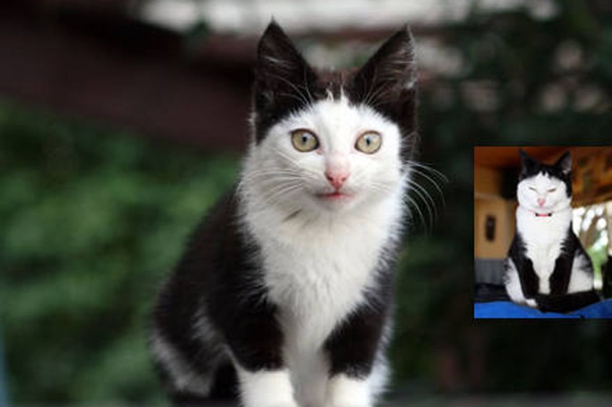 Wingshing The Owl Cat