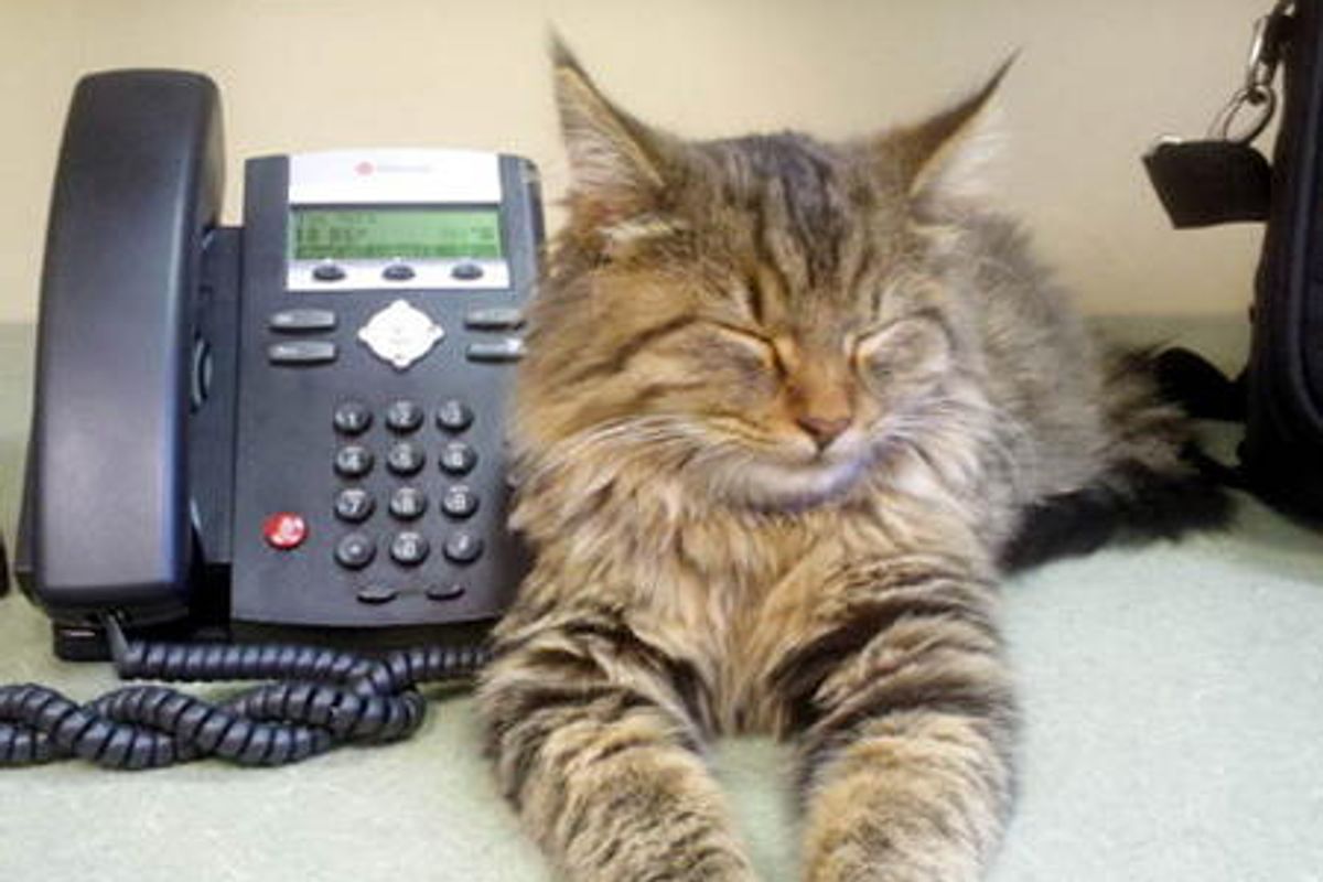 Stray Cat In Office