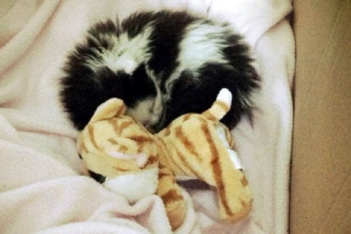 Oreo Came as a Frail Tiny Kitten, but He Stole Everyone's Heart. Now 2 Years Later..