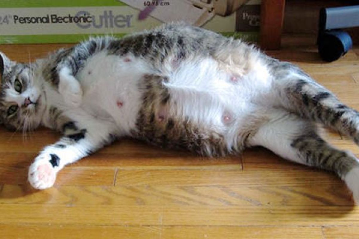 Rescue Cat Surprises Shelter with 9 Little Fur Babies!