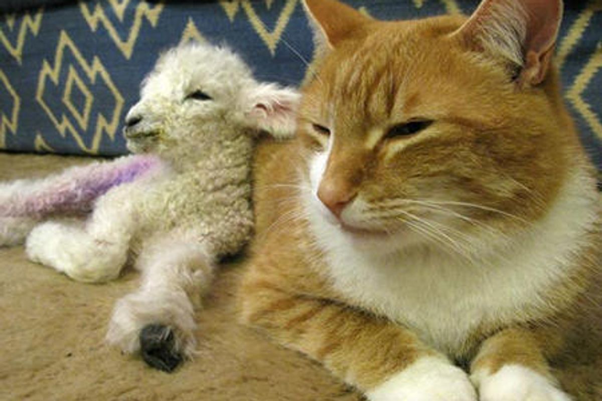 Cat Adopts Orphan Lamb