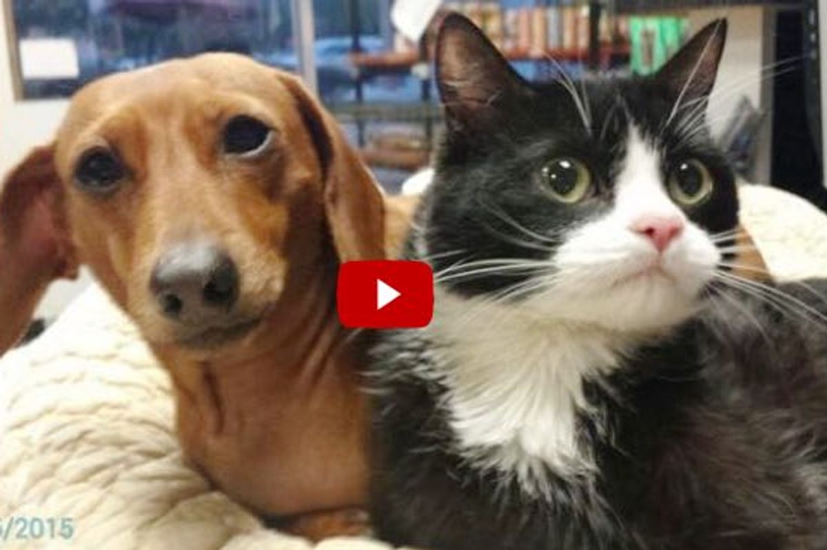 Abandoned Dog & Paralyzed Cat Found Together, Share A Special Bond