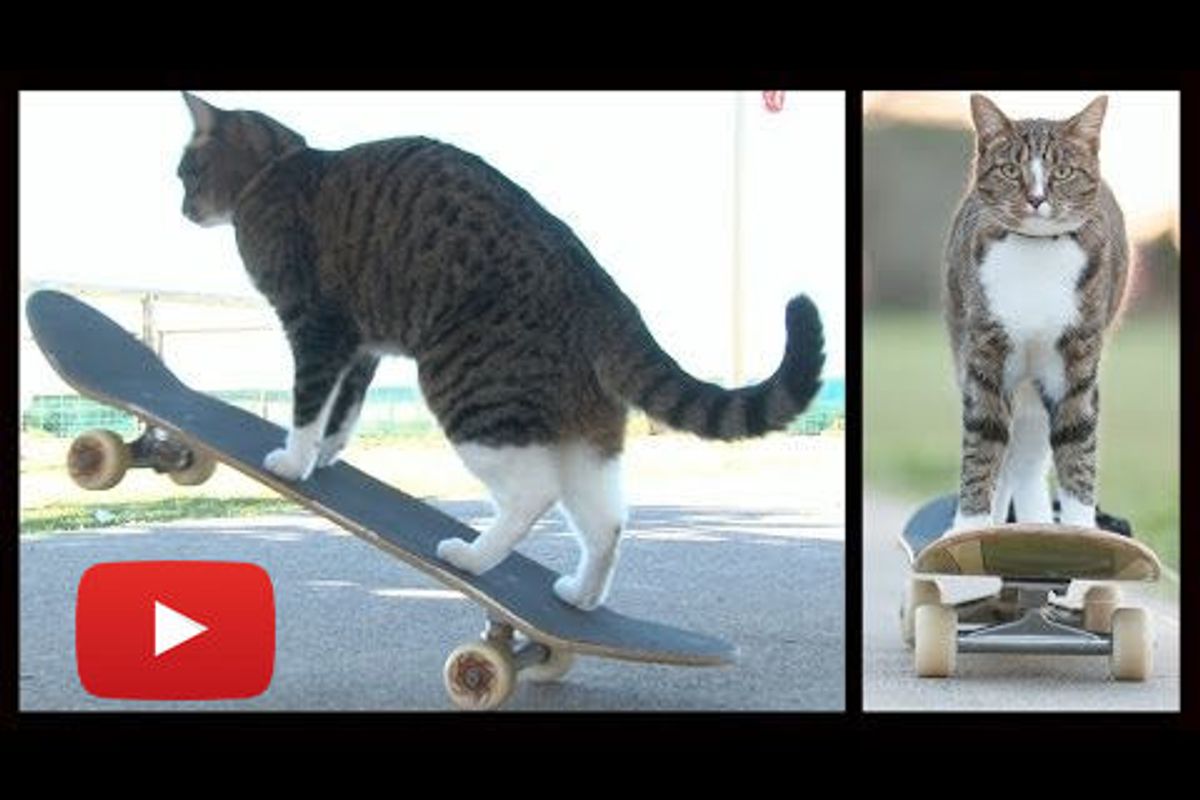 Cat On A Skateboard Ride