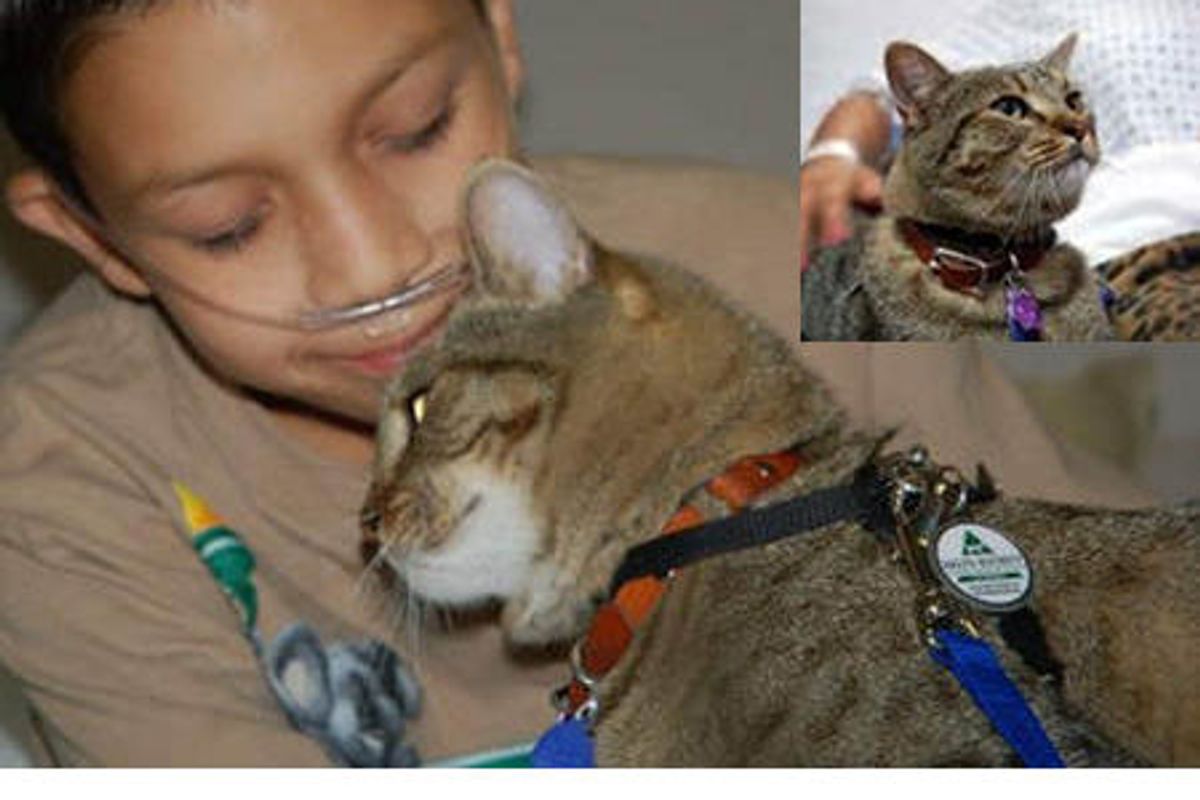 Tabby Born Feral Becomes Therapy Cat