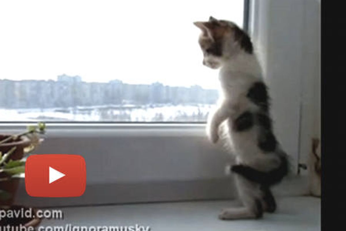Looking Out The Window For The First Time