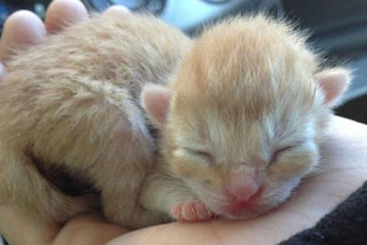 Abandoned Day Old Kitten Gets A Second Chance