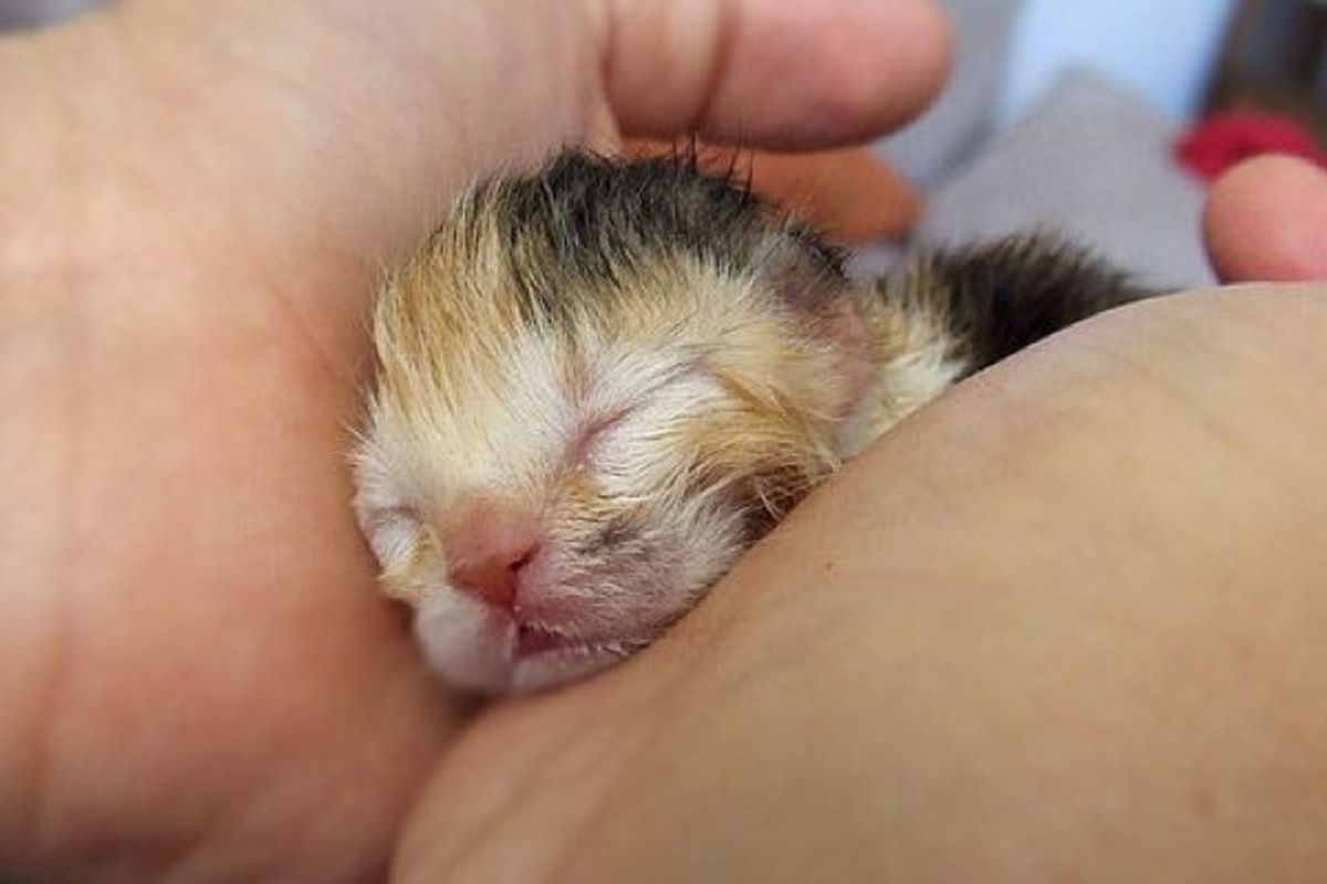 Little Sidewalk Miracle Kitten