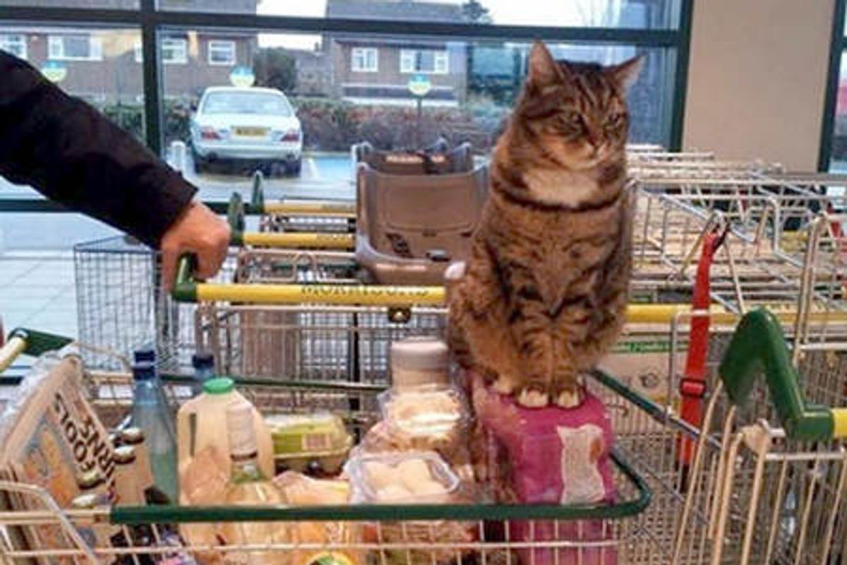 Supermarket Cat Brutus