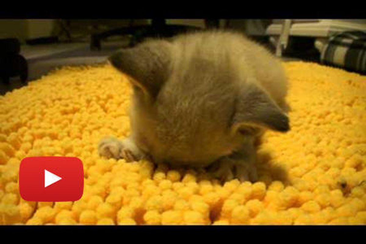 Foster Kitten Loves His Rug