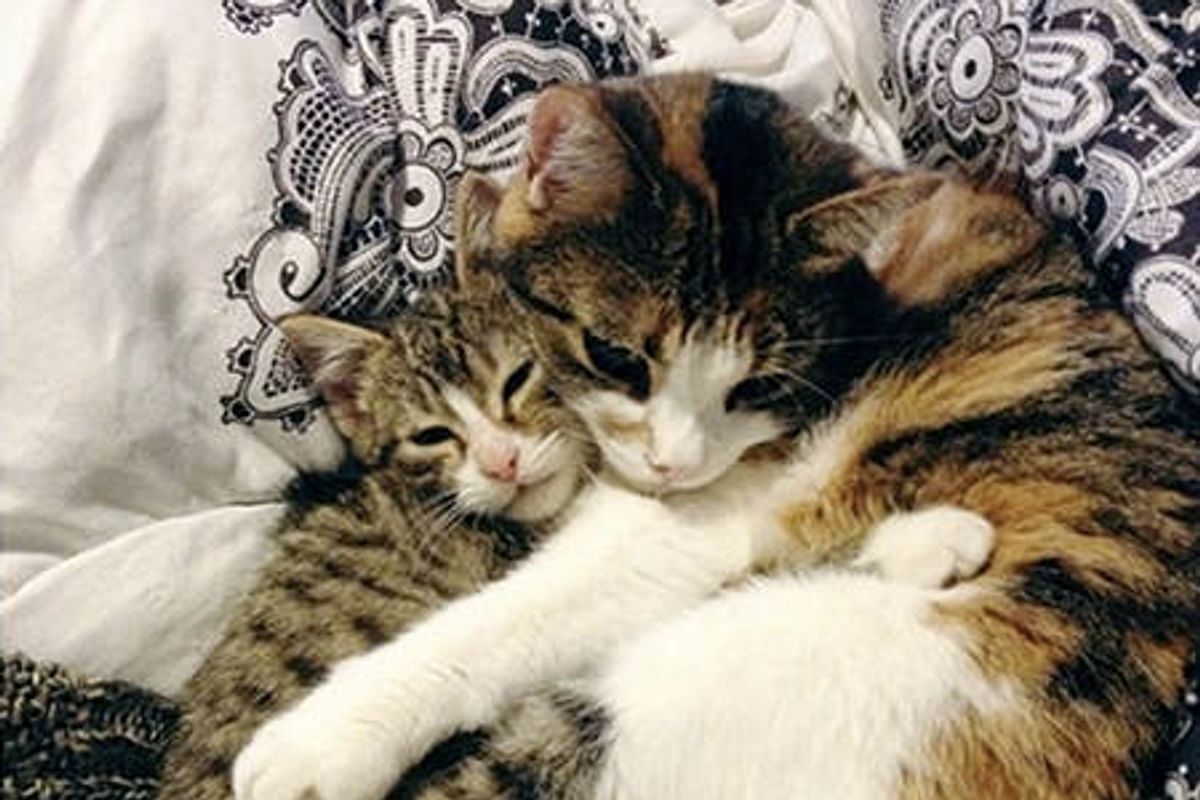 Kitten Rescued From Snow Finds Friend For Life