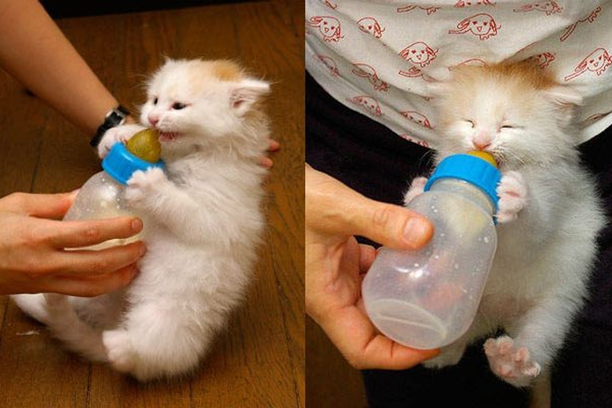 Kitty Loves His Bottle so Much He Demands His Bottle Meow!